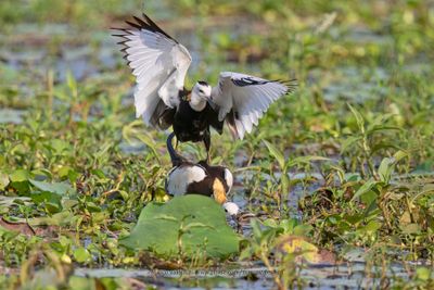 Pheasant-tailed Jacana - Hidrophasianus chirurgus