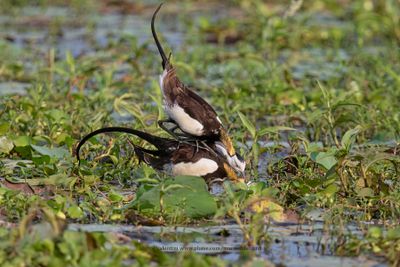Pheasant-tailed Jacana - Hidrophasianus chirurgus