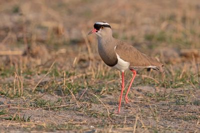 Crowned Lapwing - Vanellus coronatus