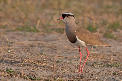 Crowned Lapwing - Vanellus coronatus