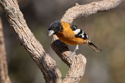 Black-headed Grosbeak - Pheucticus melanocephalus