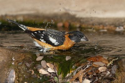 Black-headed Grosbeak - Pheucticus melanocephalus