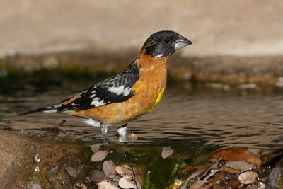 Black-headed Grosbeak - Pheucticus melanocephalus