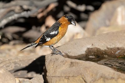 Black-headed Grosbeak - Pheucticus melanocephalus