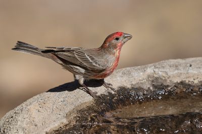 House Finch - Haemorrhous_mexicanus