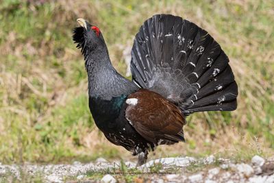 Western Capercaillie - Tetrao urogallus