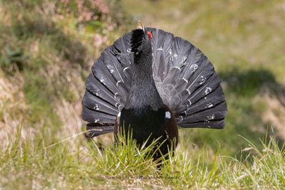 Western Capercaillie - Tetrao urogallus