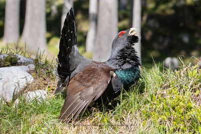 Western Capercaillie - Tetrao urogallus