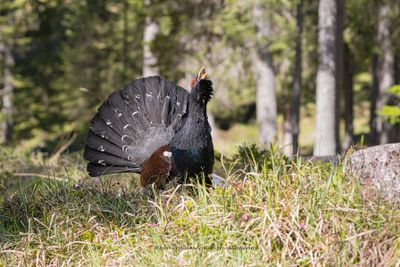 Western Capercaillie - Tetrao urogallus