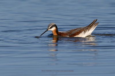 Wilson's Phalarope - Phalaropus tricolor