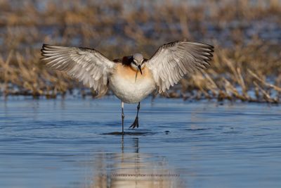 Wilson's Phalarope - Phalaropus tricolor