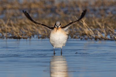 Wilson's Phalarope - Phalaropus tricolor