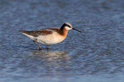 Wilson's Phalarope - Phalaropus tricolor