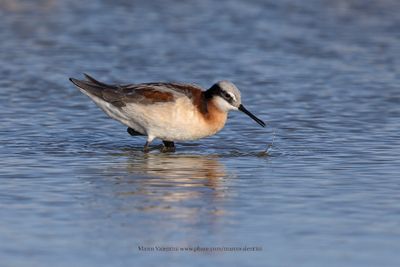 Wilson's Phalarope - Phalaropus tricolor