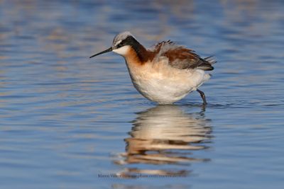 Wilson's Phalarope - Phalaropus tricolor