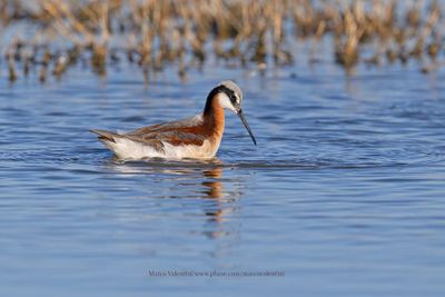 Wilson's Phalarope - Phalaropus tricolor