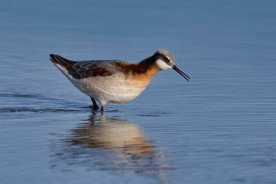 Wilson's Phalarope - Phalaropus tricolor