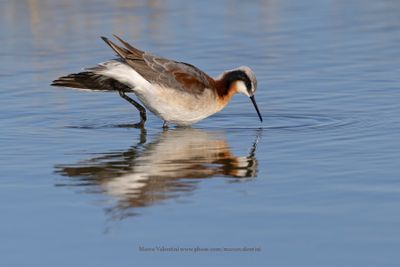 Wilson's Phalarope - Phalaropus tricolor