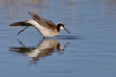 Wilson's Phalarope - Phalaropus tricolor