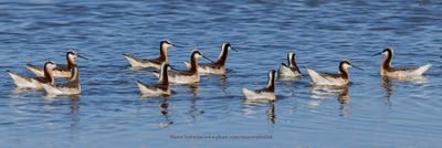 Wilson's Phalarope - Phalaropus tricolor