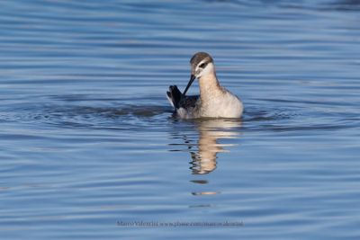 Wilson's Phalarope - Phalaropus tricolor