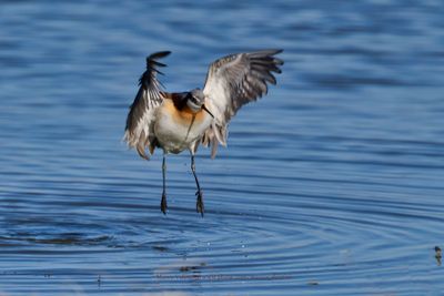 Wilson's Phalarope - Phalaropus tricolor