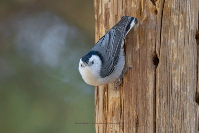 White-breasted Nuthatch - Sitta carolinensis