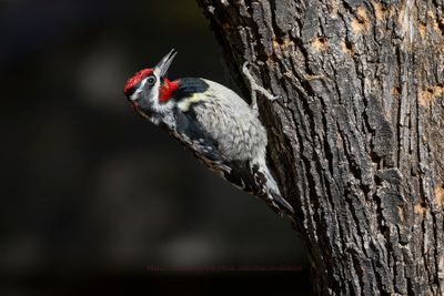 Red-naped Sapsucker - Sphyrapicus nuchalis