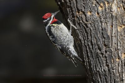 Red-naped Sapsucker - Sphyrapicus nuchalis