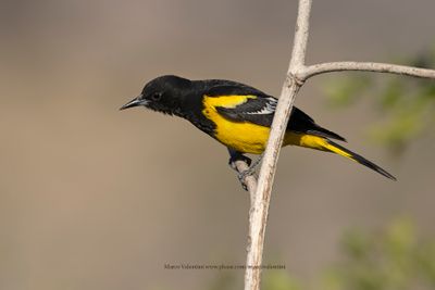 Scottìs Oriole - Icterus parisorum