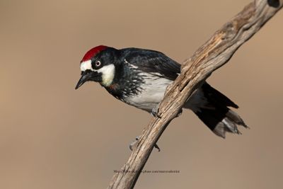 Acorn Woodpecker - Melanerpes formicivorus