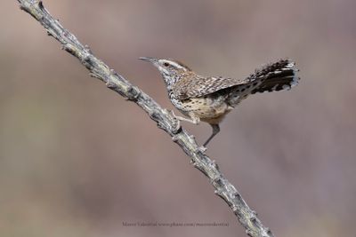 Cactus wren - Campylorhynchus brunneicapillus