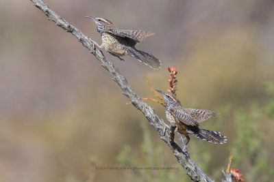 Cactus wren - Campylorhynchus brunneicapillus