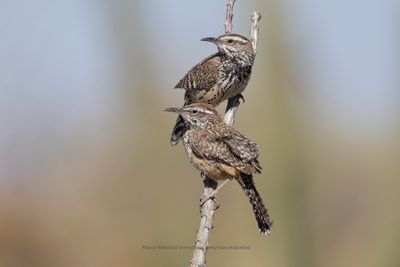 Cactus wren - Campylorhynchus brunneicapillus
