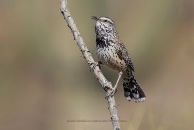 Cactus wren - Campylorhynchus brunneicapillus