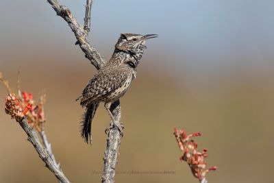 Cactus wren - Campylorhynchus brunneicapillus