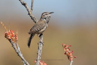 Cactus wren - Campylorhynchus brunneicapillus