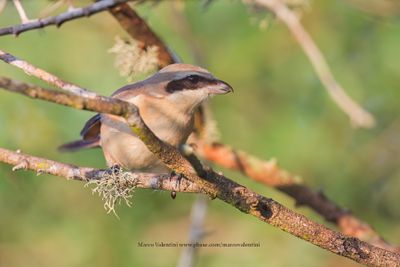 Brown Shrike - Lanius cristatus