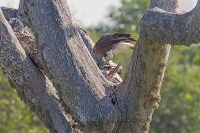 Gray-headed Fish-Eagle - Icthyophaga ichthyaetus