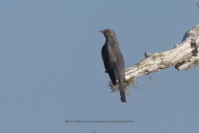 Gray-bellied Cuckoo - Cacomantis passerinus