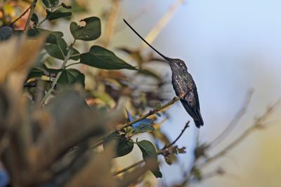 Sword-billed Hummingbird - Ensifera ensifer