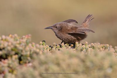 Cobb's Wren - Troglodytes cobbi