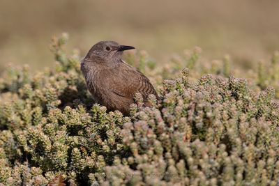 Cobb's Wren - Troglodytes cobbi