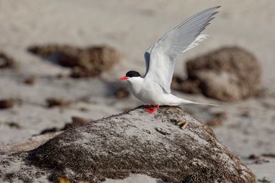 South American Tern - Sterna hirundinacea