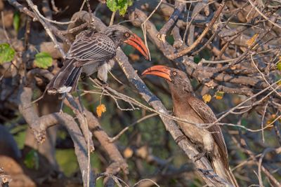 Bradfield's Hornbill - Tockus bradfieldi