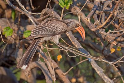 Bradfield's Hornbill - Tockus bradfieldi