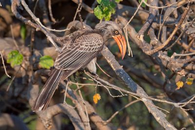 Bradfield's Hornbill - Tockus bradfieldi