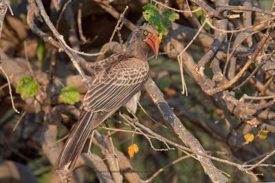 Bradfield's Hornbill - Tockus bradfieldi