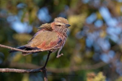 Purple Roller - Coracias naevius