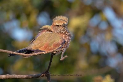 Purple Roller - Coracias naevius